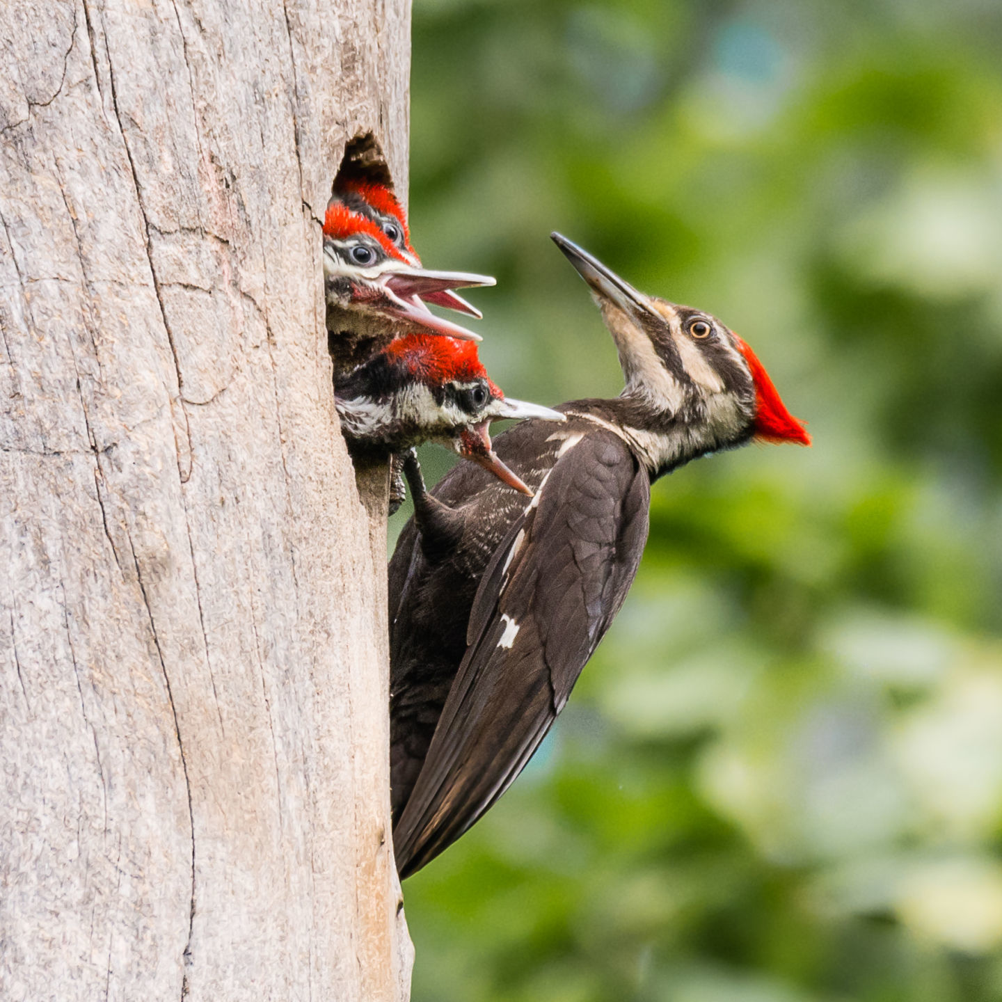 A pileated woodpecker